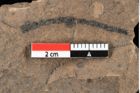 Foto (Detailansicht) von Widdringtonia ungeri Endl. (NHMW-GEO-2024-0188-0143)